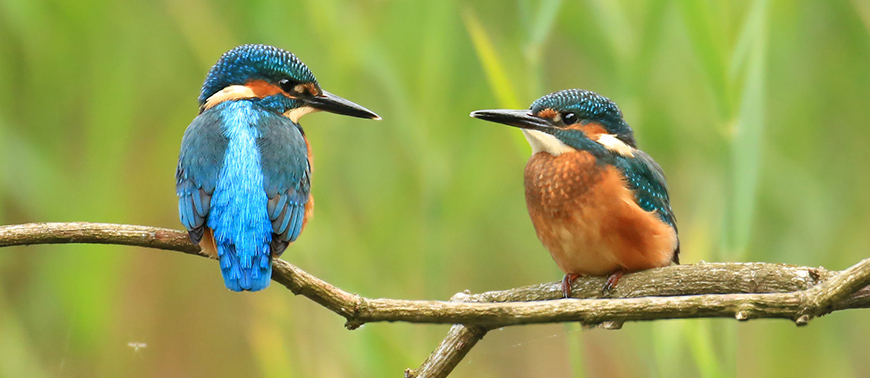 World Wildlife Day in the UK: Celebrating biodiversity, conservation successes, and collective efforts to protect native species and habitats